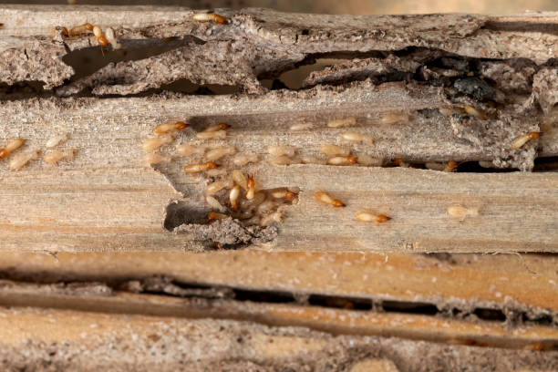 Best Ant Control Services  in The Galena Territory, IL